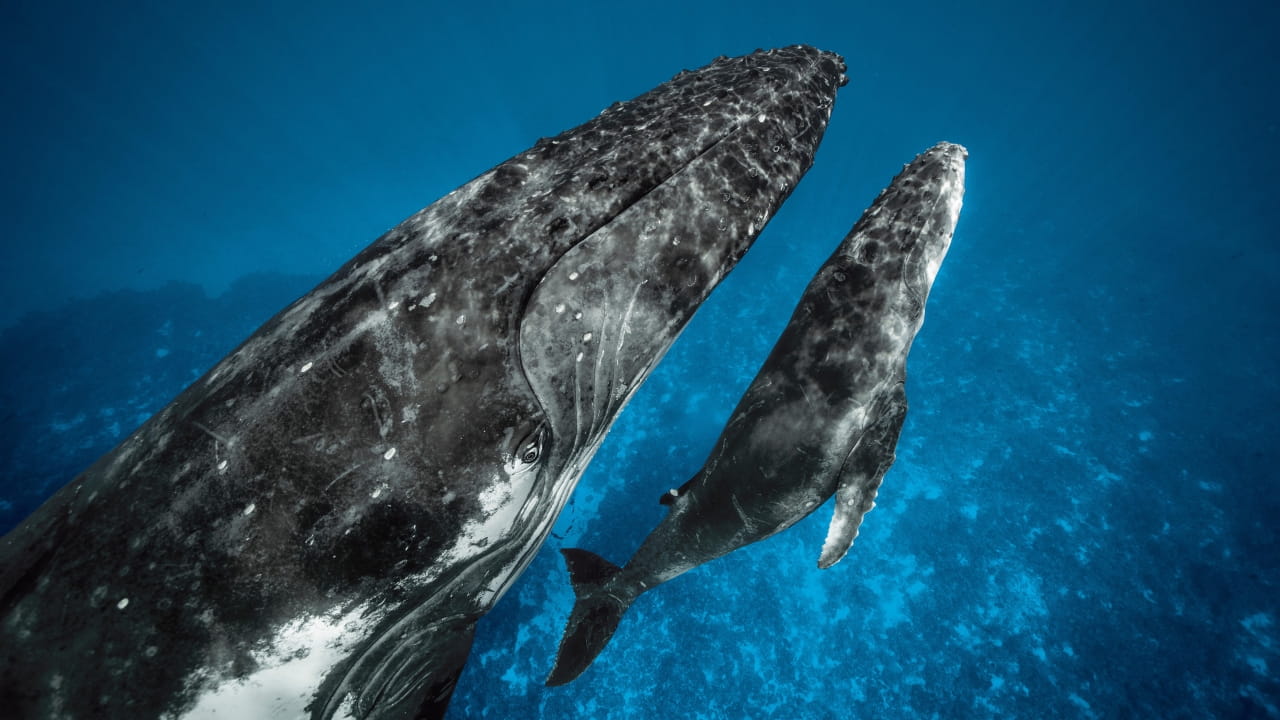 Whale Photograph