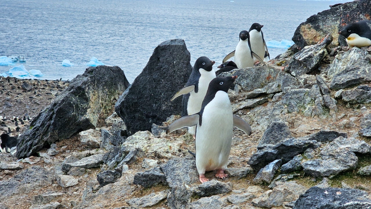 Penguins in Antarctica