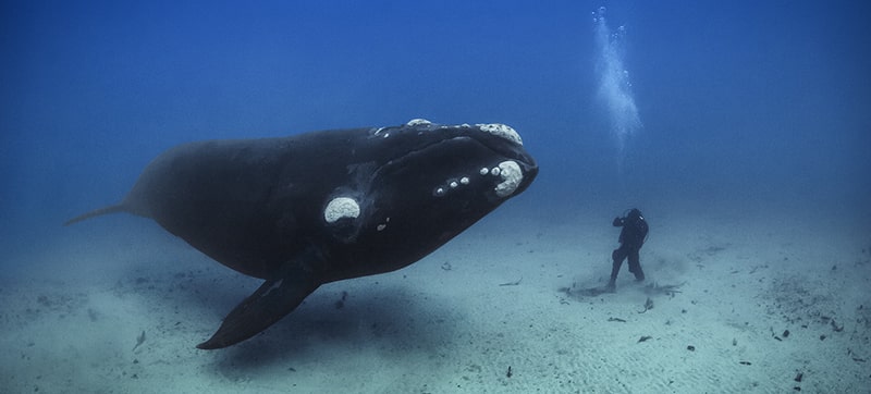 Brian Skerry Diving into Dangers