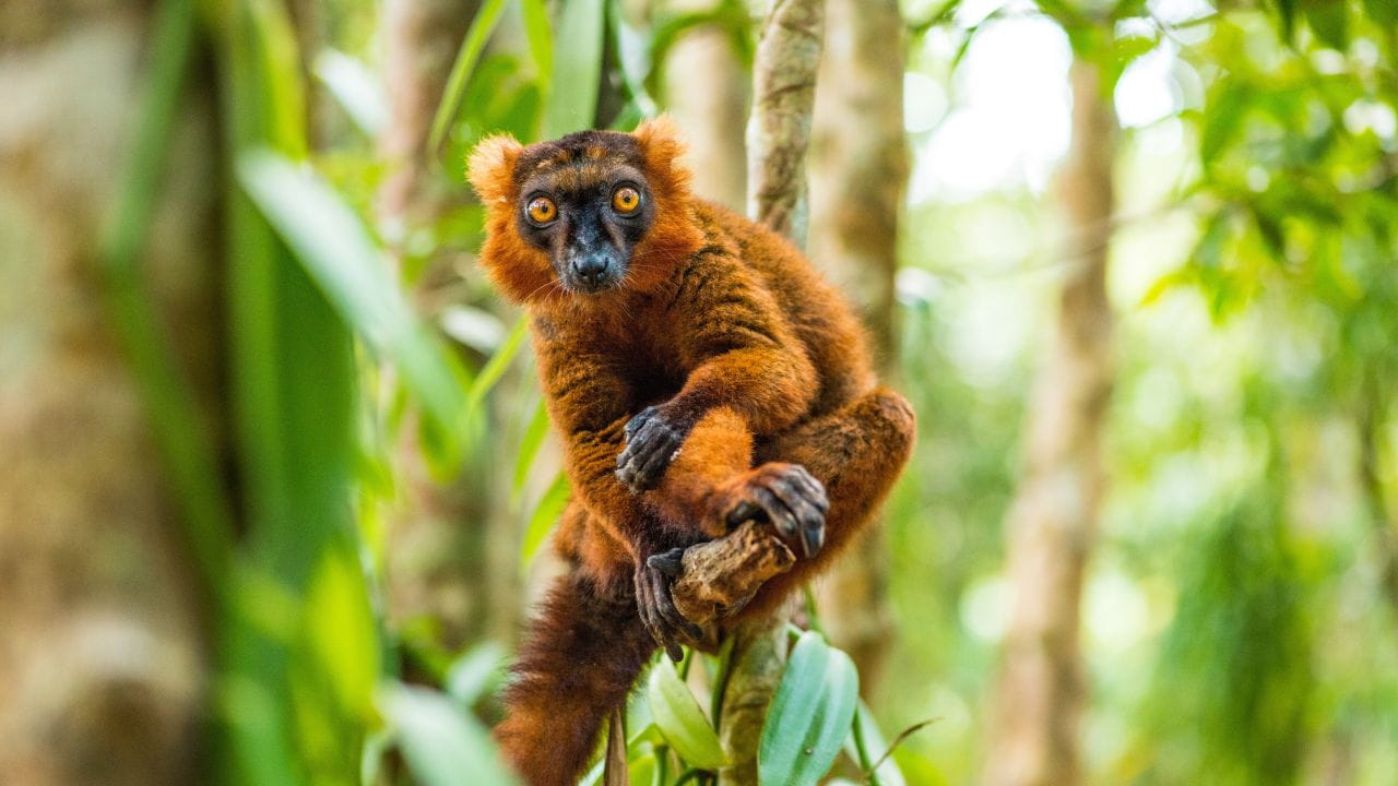 Lemur Photograph