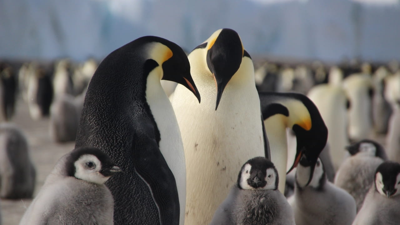 Penguins in Antarctica