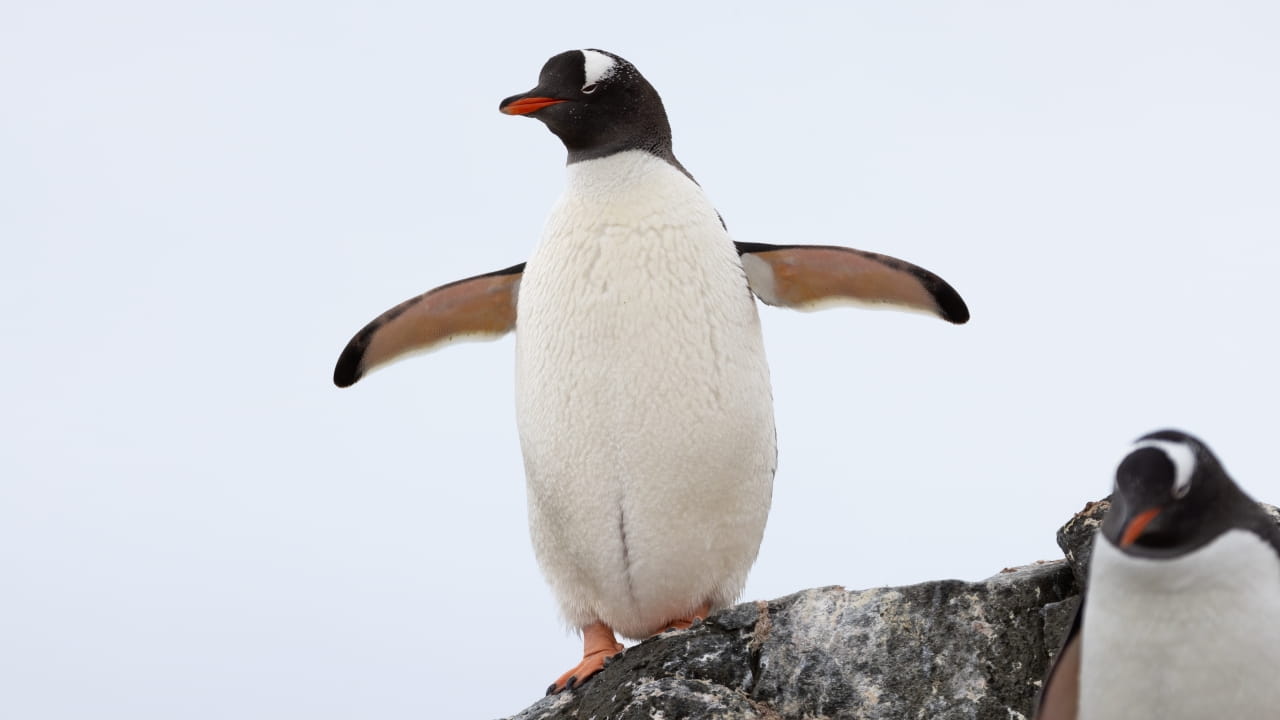 Penguins in Antarctica