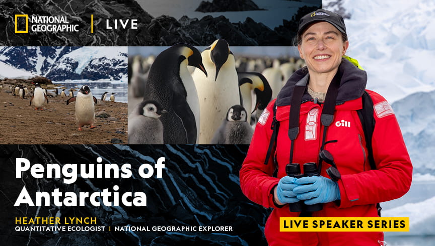 National Geographic Live: Heather Lynch "Penguins of Antarctica" Event Image