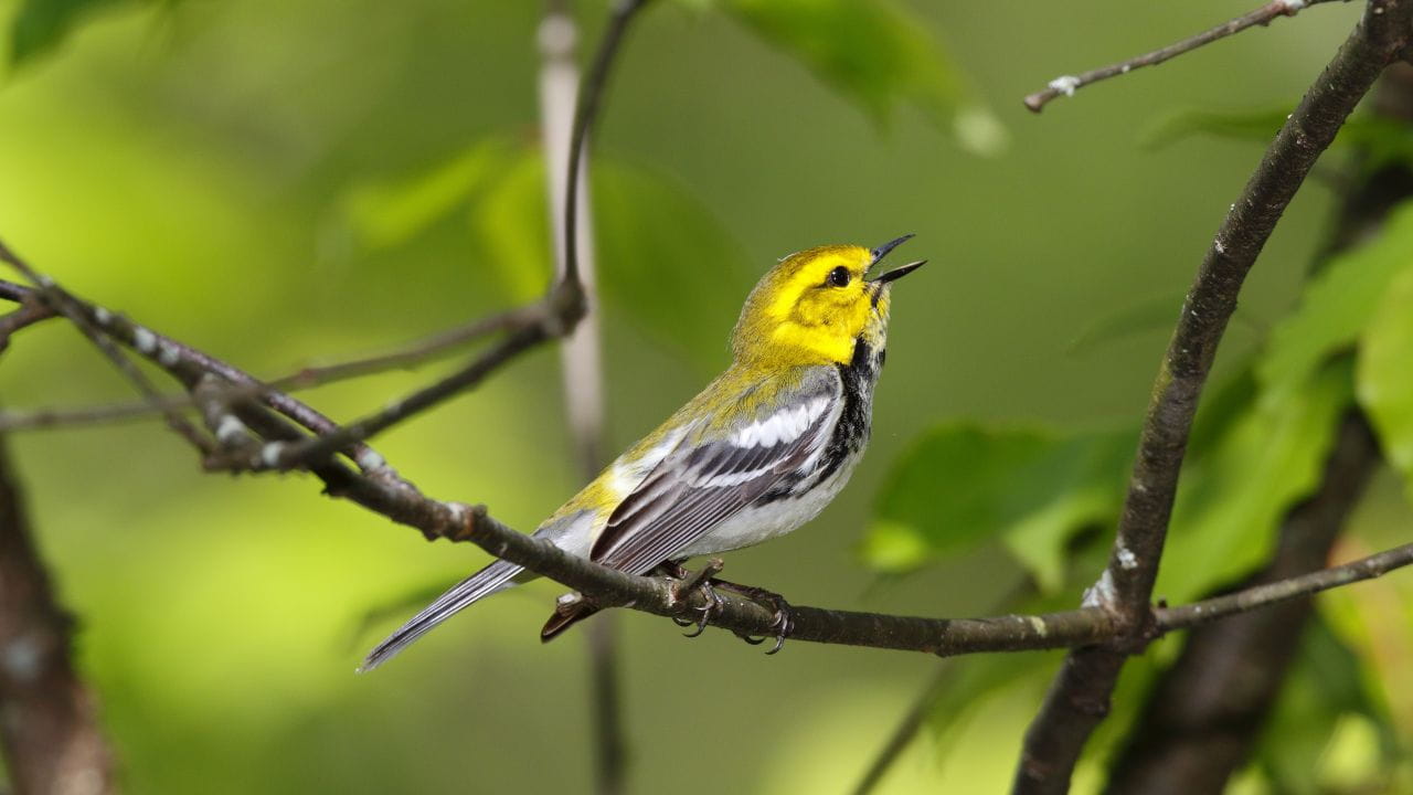 Bird Photograph