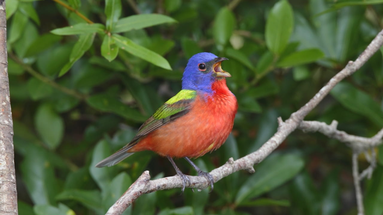 Bird Photograph