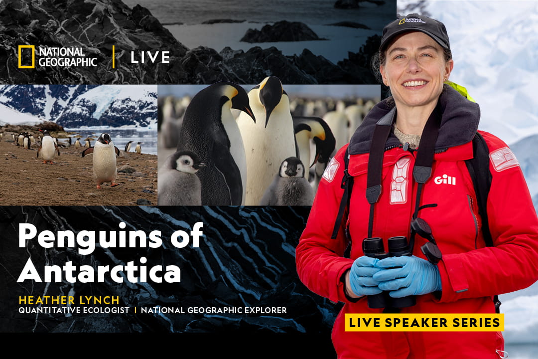 Nat Geo Live: Heather Lynch Presents the Penguins of Antarctica